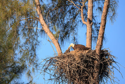 Low angle view of bird nest on tree