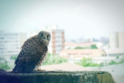 Owl perching on retaining wall