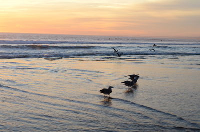 View of seagulls on beach during sunset