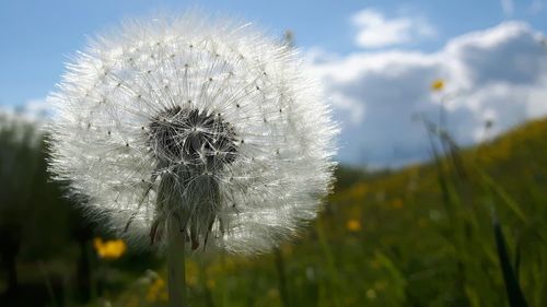 Close-up of dandelion flower on field