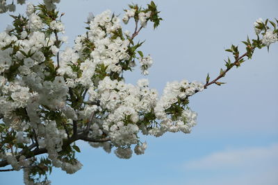 Low angle view of apple blossoms in spring