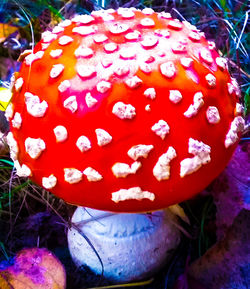 Close-up of red mushroom growing on field