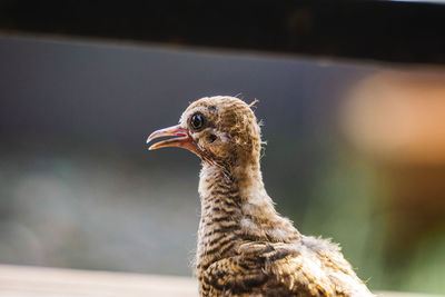 Close-up of a bird