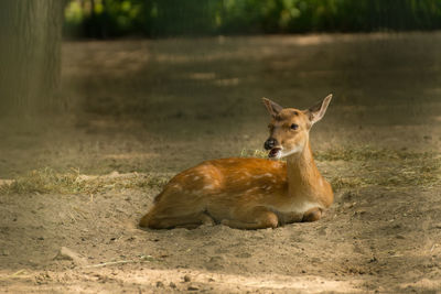 Deer in a field