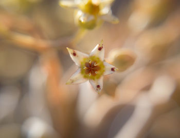 Close-up of cherry blossom