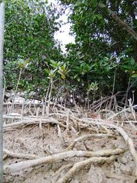 Close-up of plants growing on land