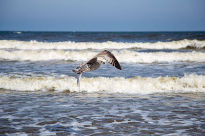 Seagull flying over sea against sky