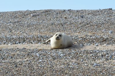 Close-up of sea lion on sand at beach against clear sky