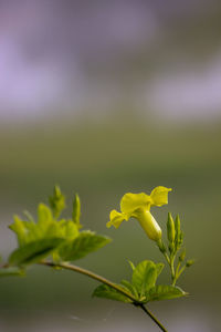 Close-up of yellow flowering plant