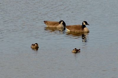 Birds in calm lake