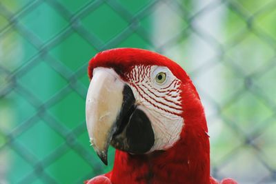 Close-up of green-winged macaw at emperor valley zoo