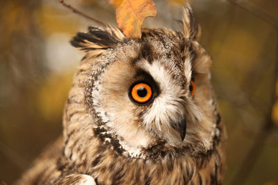 Close-up portrait of owl