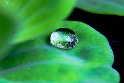 Close-up of water drops on leaf