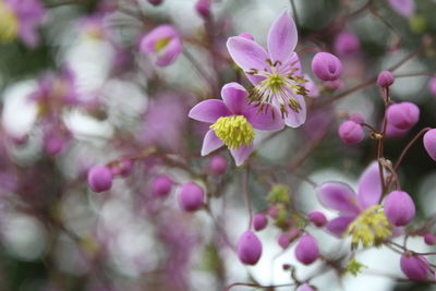 Close-up of pink flowering plant