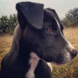 Close-up of black dog