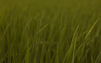 Full frame shot of crops on field