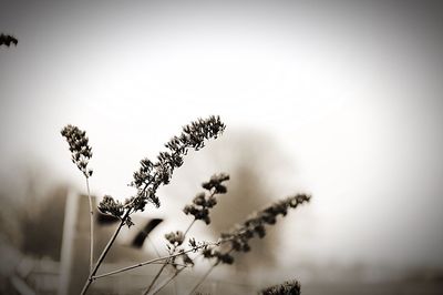 Low angle view of plants against sky