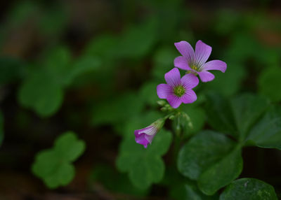 Close-up of pink flowering plant