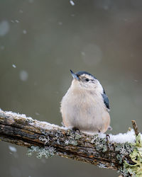 Close-up of bird perching on snow