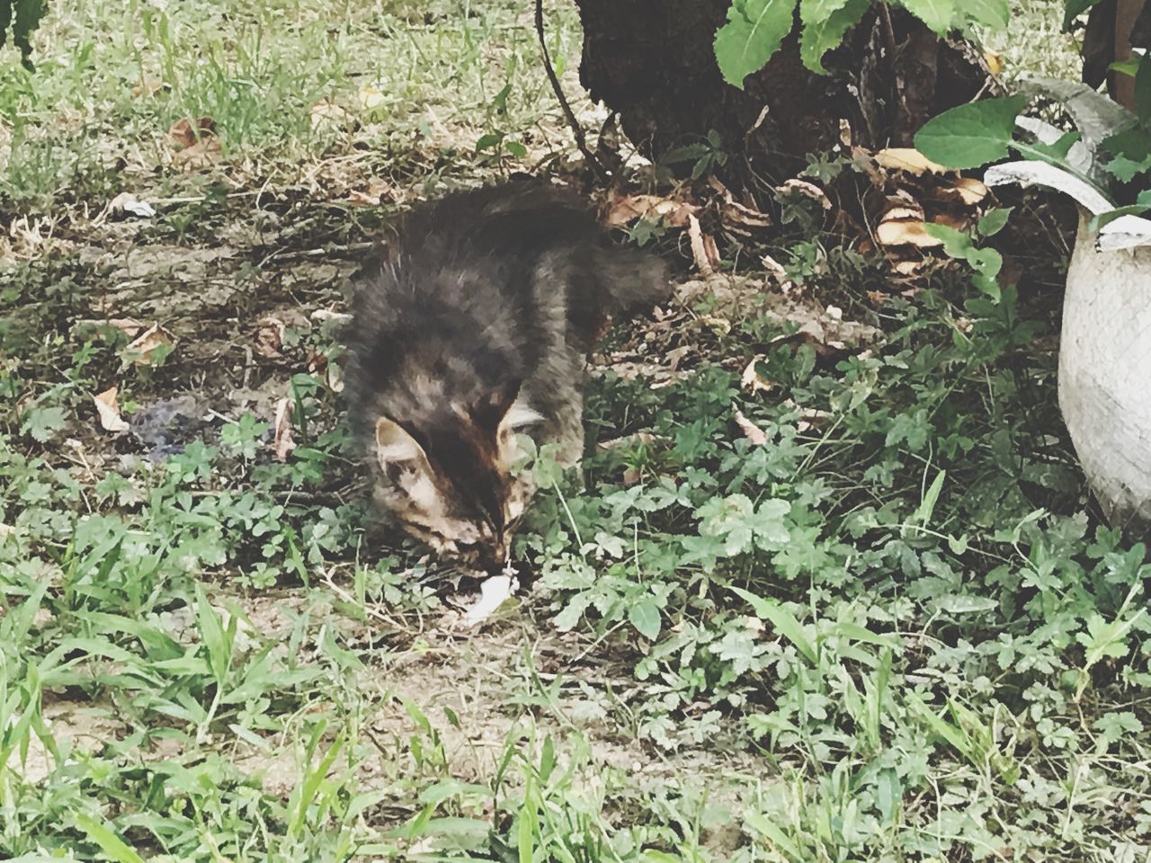 HIGH ANGLE VIEW OF A CAT LYING ON FIELD