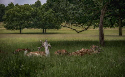 View of deer on grassy field