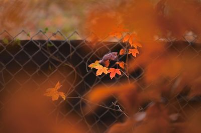 Close-up of maple leaves on plant