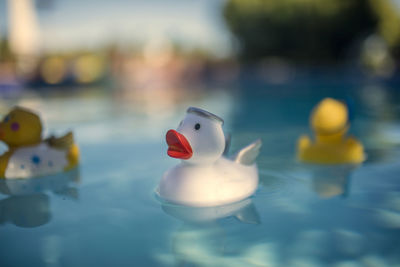 Close-up of rubber duck swimming in pool