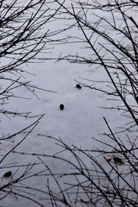 Close-up of bird perching on bare tree during winter