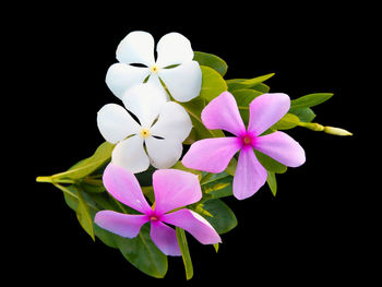 Close-up of pink flowering plant against black background