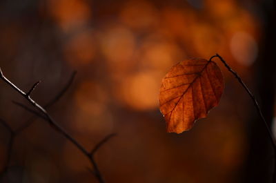 Close-up of dried leaves