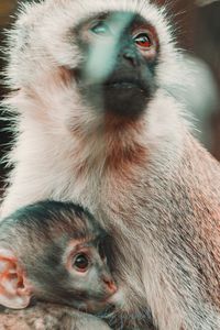 Close-up of a monkey