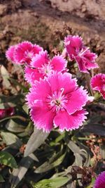 Close-up of pink flowers blooming outdoors