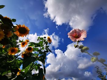 Low angle view of flowering plant against cloudy sky