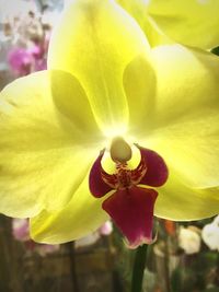 Close-up of yellow flowers