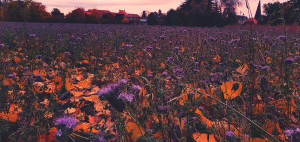 Scenic view of flowering plants on field