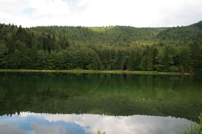 Reflection of trees in lake