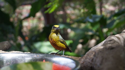 Bird perching on tree