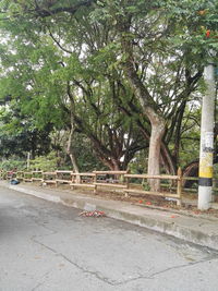 Road along trees