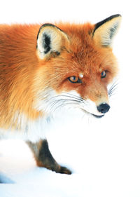 Red fox on deep snow