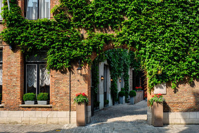 Trees and plants on sidewalk by building in city