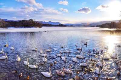 Seagulls floating on lake against sky