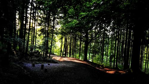 Road amidst trees in forest