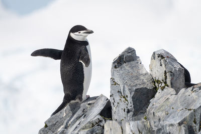 Chinstrap penguin perched on rocks stretching flippers