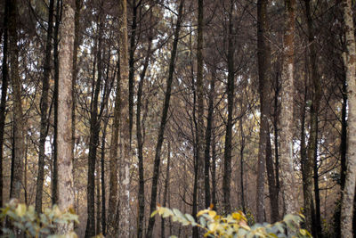 Trees in forest during winter