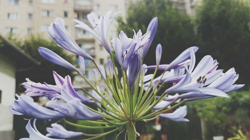 Close-up of purple crocus blooming outdoors