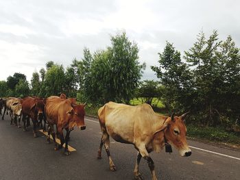 Cows on road against sky