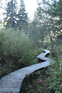 View of trees in forest
