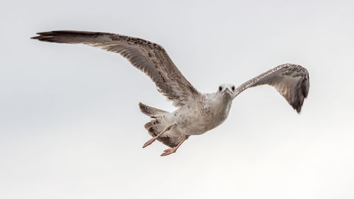 Low angle view of bird in flight