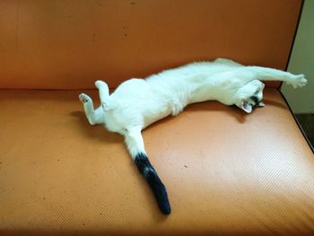 Close-up of white cat