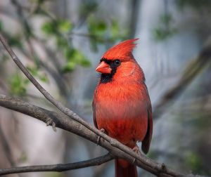 Close-up of bird perching on branch